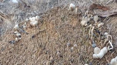 Çürümüş gövde yüzeyinden fışkıran mürekkep kapağı kopilopsis mantar tohumu.. 