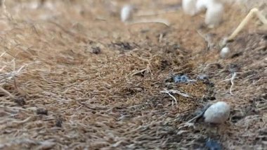 Çürümüş gövde yüzeyinden fışkıran mürekkep kapağı kopilopsis mantar tohumu.. 