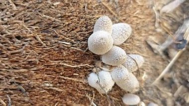 Çürümüş gövde yüzeyinden fışkıran mürekkep kapağı kopilopsis mantar tohumu.. 