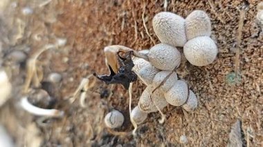 Çürümüş gövde yüzeyinden fışkıran mürekkep kapağı kopilopsis mantar tohumu.. 
