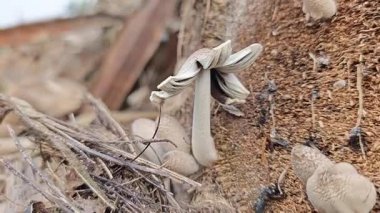 Çürümüş gövde yüzeyinden fışkıran mürekkep kapağı kopilopsis mantar tohumu.. 