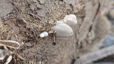 Çürümüş gövde yüzeyinden fışkıran mürekkep kapağı kopilopsis mantar tohumu.. 