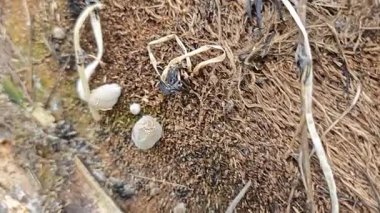 Çürümüş gövde yüzeyinden fışkıran mürekkep kapağı kopilopsis mantar tohumu.. 