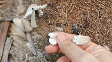 Çürümüş gövde yüzeyinden fışkıran mürekkep kapağı kopilopsis mantar tohumu.. 