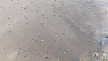 Yüzeyde yüzen brachydeutera sinekleriyle dolu durgun bir su havuzu..