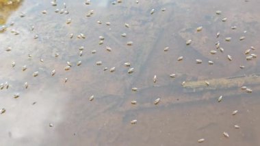 Yüzeyde yüzen brachydeutera sinekleriyle dolu durgun bir su havuzu..