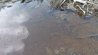 Yüzeyde yüzen brachydeutera sinekleriyle dolu durgun bir su havuzu..