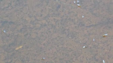 Yüzeyde yüzen brachydeutera sinekleriyle dolu durgun bir su havuzu..