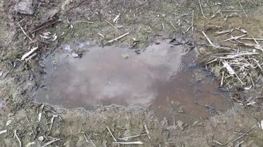 Yüzeyde yüzen brachydeutera sinekleriyle dolu durgun bir su havuzu..