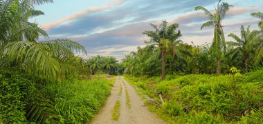 Palmiye yağı çiftliğinin etrafındaki aşırı gelişmiş vahşi bitki örtüsünün güzel manzarası..