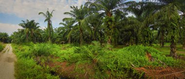 Palmiye yağı çiftliğinin etrafındaki aşırı gelişmiş vahşi bitki örtüsünün güzel manzarası..