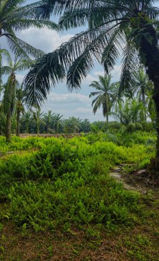 Palmiye yağı çiftliğinin etrafındaki aşırı gelişmiş vahşi bitki örtüsünün güzel manzarası..