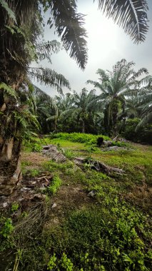 Palmiye yağı çiftliğinin etrafındaki aşırı gelişmiş vahşi bitki örtüsünün güzel manzarası..