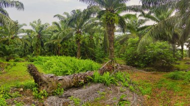Palmiye yağı çiftliğinin etrafındaki aşırı gelişmiş vahşi bitki örtüsünün güzel manzarası..