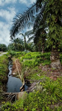 Palmiye yağı çiftliğinin etrafındaki aşırı gelişmiş vahşi bitki örtüsünün güzel manzarası..