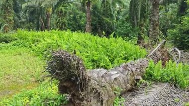 Palmiye yağı çiftliğinin etrafındaki aşırı gelişmiş vahşi bitki örtüsünün güzel manzarası..  