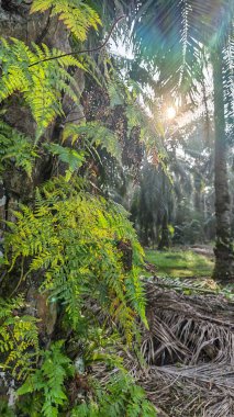 Palmiye yağı çiftliğinin etrafındaki aşırı gelişmiş yabani bitki örtüsünün renkli manzarası. 