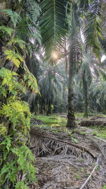 Palmiye yağı çiftliğinin etrafındaki aşırı gelişmiş yabani bitki örtüsünün renkli manzarası. 