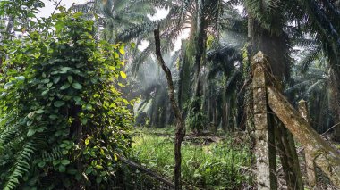 colorful landscape scene of the wild overgrown vegetation around palm oil plantation. 