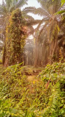 Palmiye yağı çiftliğinin etrafındaki aşırı gelişmiş yabani bitki örtüsünün renkli manzarası. 