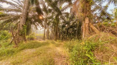 Palmiye yağı çiftliğinin etrafındaki aşırı gelişmiş yabani bitki örtüsünün renkli manzarası. 