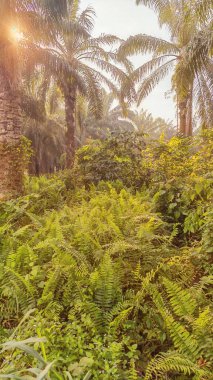 Palmiye yağı çiftliğinin etrafındaki aşırı gelişmiş yabani bitki örtüsünün renkli manzarası. 