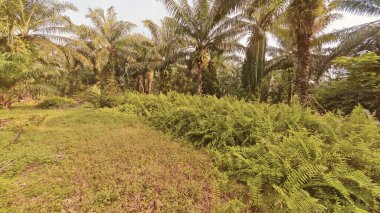 Palmiye yağı çiftliğinin etrafındaki aşırı gelişmiş yabani bitki örtüsünün renkli manzarası. 