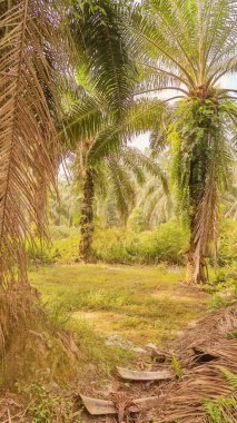 Palmiye yağı çiftliğinin etrafındaki aşırı gelişmiş yabani bitki örtüsünün renkli manzarası. 