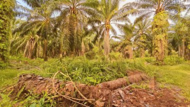 Palmiye yağı çiftliğinin etrafındaki aşırı gelişmiş yabani bitki örtüsünün renkli manzarası. 