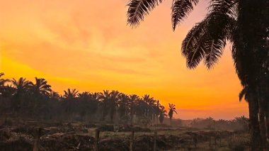 Önünde koyu palmiye ağaçlarının silueti olan renkli şafak vakti gökyüzü..