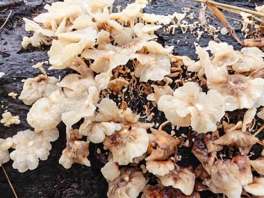 Küçük Crepidotus değişkenleri çürüyen ahşaptan çıkan böbrek şeklindeki mantarlar.