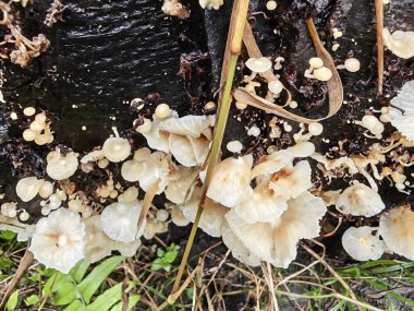 Küçük Crepidotus değişkenleri çürüyen ahşaptan çıkan böbrek şeklindeki mantarlar.