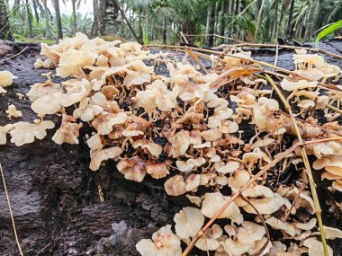 Küçük Crepidotus değişkenleri çürüyen ahşaptan çıkan böbrek şeklindeki mantarlar.