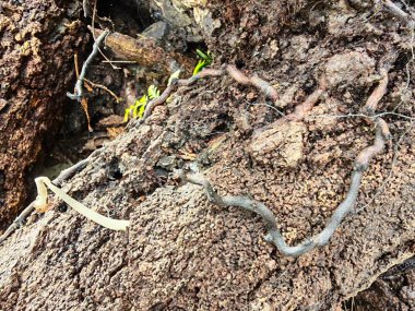 Bilinmeyen çürüyen ağaç dalı ve gövdesinin ıslak dokusu..