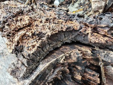 Bilinmeyen çürüyen ağaç dalı ve gövdesinin ıslak dokusu..