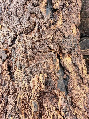 Bilinmeyen çürüyen ağaç dalı ve gövdesinin ıslak dokusu..