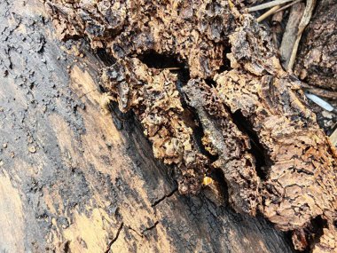 Bilinmeyen çürüyen ağaç dalı ve gövdesinin ıslak dokusu..