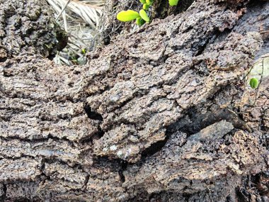 Bilinmeyen çürüyen ağaç dalı ve gövdesinin ıslak dokusu..