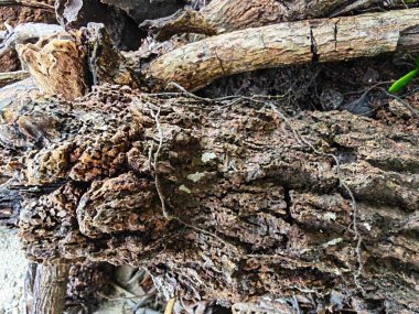 Bilinmeyen çürüyen ağaç dalı ve gövdesinin ıslak dokusu..