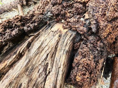 Bilinmeyen çürüyen ağaç dalı ve gövdesinin ıslak dokusu..