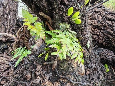 Bilinmeyen çürüyen ağaç dalı ve gövdesinin ıslak dokusu..
