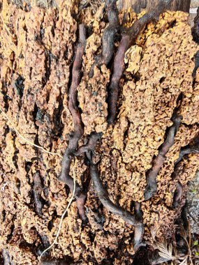 Bilinmeyen çürüyen ağaç dalı ve gövdesinin ıslak dokusu..