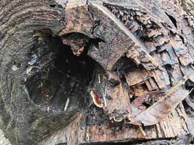 Bilinmeyen çürüyen ağaç dalı ve gövdesinin ıslak dokusu..