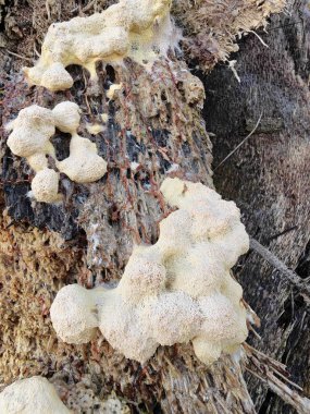 Köpek kusmuğu çürüyen odunları çürütür..