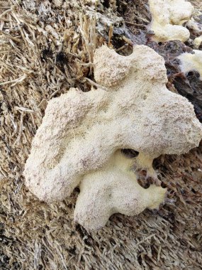 Köpek kusmuğu çürüyen odunları çürütür..