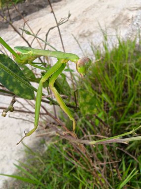 Peygamber devesi dini ot bitkisinin ucuna tırmanıyor..  