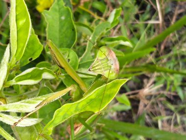 Peygamber devesi dini ot bitkisinin ucuna tırmanıyor..  