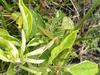 Peygamber devesi dini ot bitkisinin ucuna tırmanıyor..  