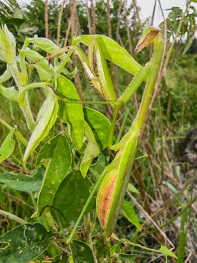 Peygamber devesi dini ot bitkisinin ucuna tırmanıyor..  