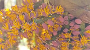 Sapında küçük tüylü sarı çiçekler olan bir grup Caryota mitis.. 